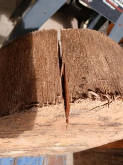 stump crack.webp